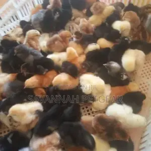 Day Old Improved Kienyeji Chicks