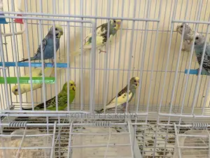 Budgies for Sale