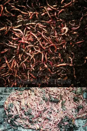 Redworms Earthworms Wigglers Vermiculture Vermicompost - 1kg