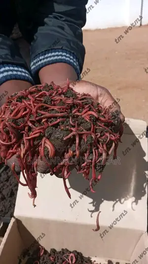 Redworms Earthworms Wigglers Vermiculture Vermicompost - 1kg