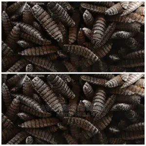 Black Soldier Fly Bsf Eggs Larvae