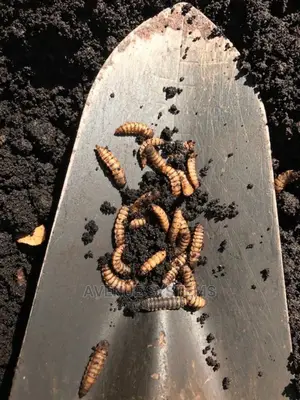 Black Soldier Fly Bsf Farming Larvae Eggies