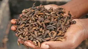 Bsf Black Soldier Fly Training Farming