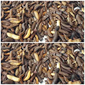 Bsf Black Soldier Fly Eggs Larvae Training