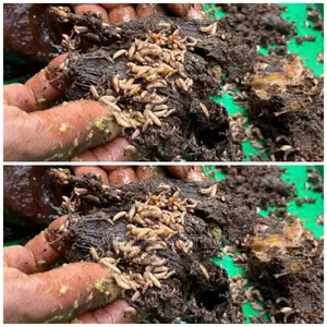 Black Soldier Fly Larvae