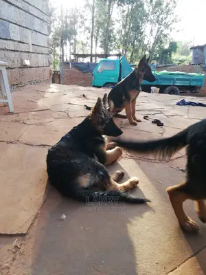 1-3 Month Male Purebred German Shepherd