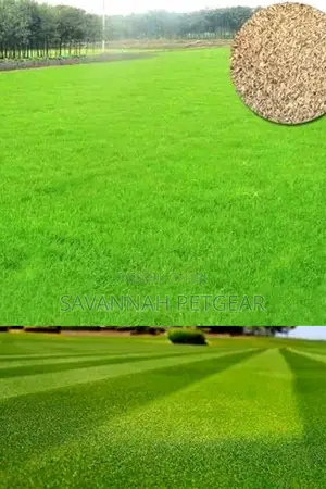 Bermuda Grass Lawn Seeds in 1kg Pack