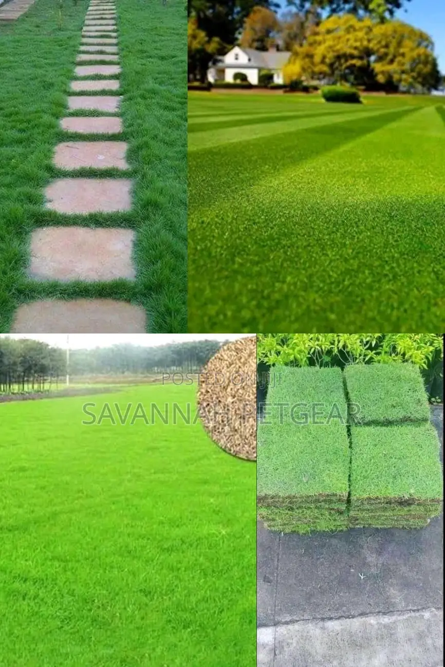 Bermuda Grass Lawn Seeds in 1kg Pack