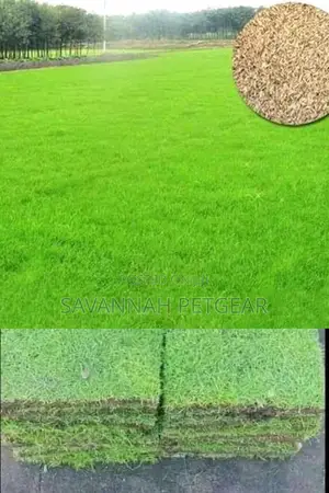 Bermuda Grass Lawn Seeds in 1kg Pack