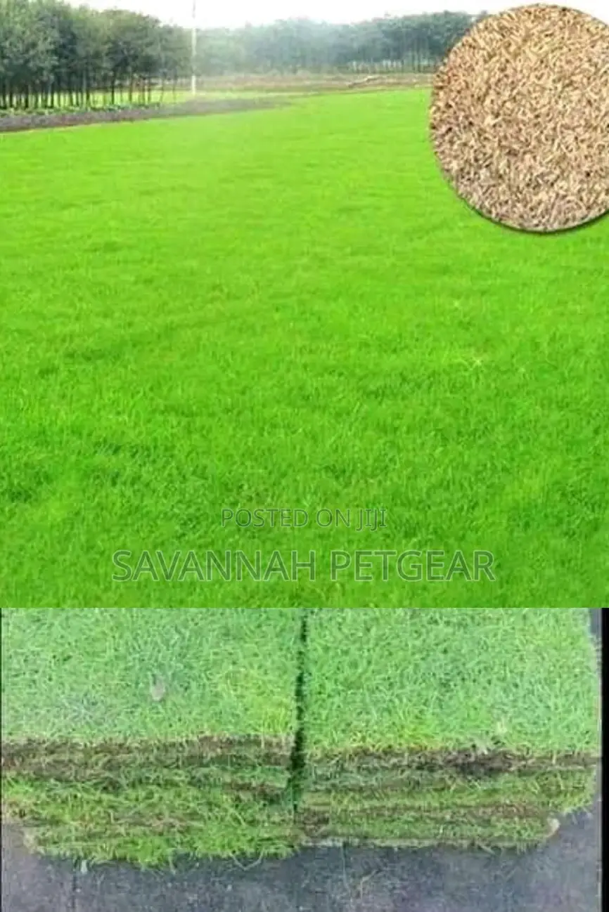 Bermuda Grass Lawn Seeds in 1kg Pack