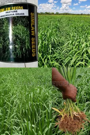 Brachiaria Mullato Hybrid Grass Seeds Pasture in 1kg Pack