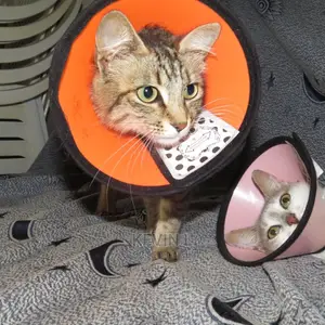 Mobile Veterinary Doctor
