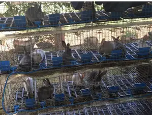 Rabbit Cages With Feeders,Drinkers Urine Collection Point.