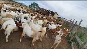 Kalahari Red Galla Goat Cross Bucks.
