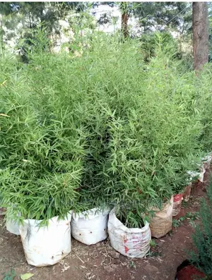 Bamboo Plant / Seedling 5 Per Bag