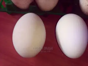 Goose Eggs