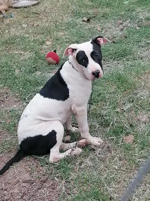 1-3 Month Male Purebred American Pit Bull Terrier