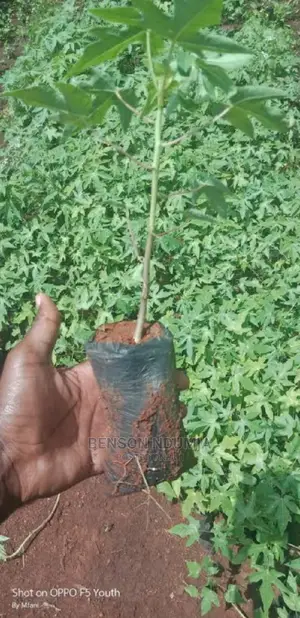 Dwarf Hybrid Pawpaw Seedlings