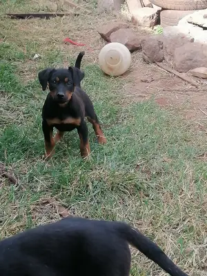 1-3 Month Female Purebred Rottweiler