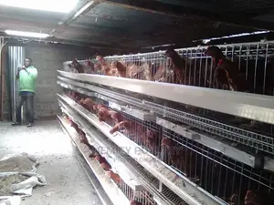 Chicken Cage