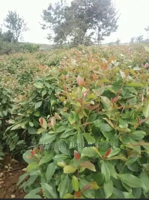 Miraa / Muguka / Khat Seedlings. 100 Seedlings