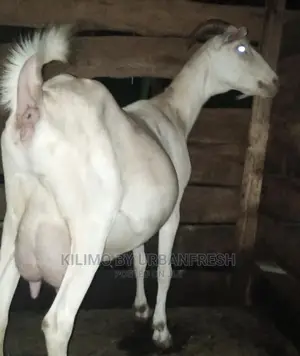 Saanen Dairy Goat