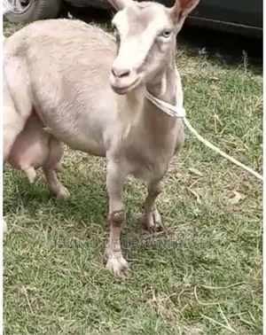 Pedigree Saanen / Alpine / Toggenburg Dairy Goats