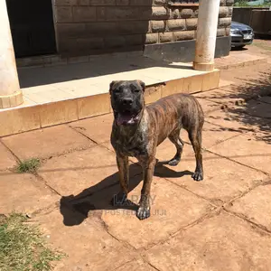 1+ Year Female Purebred Boerboel