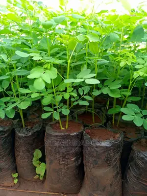 Moringa Oleifera Seedlings