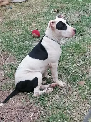 3-6 Month Male Purebred American Pit Bull Terrier