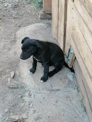 1-3 Month Female Purebred Boerboel