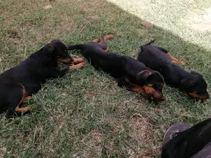 1-3 Month Female Purebred Doberman Pinscher