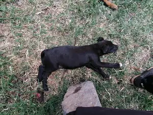 1-3 Month Female Purebred Boerboel