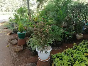 Potted Breinia