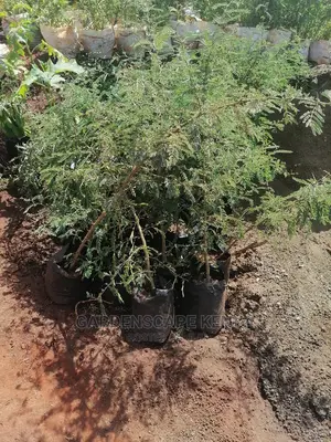 Acacia Trees