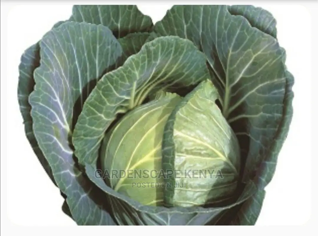 Cabbage Gloria Star Fi