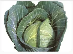 Cabbage Gloria Star Fi