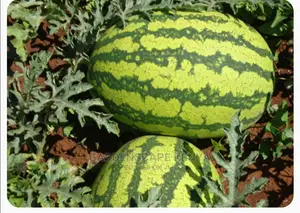 Watermelon New Juice F1 Seeds