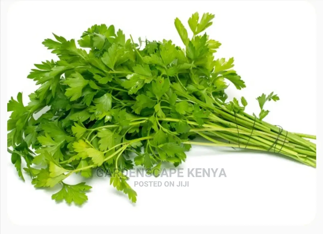 Coriander Seeds