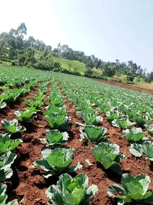 Cabbage Gloria Star Fi