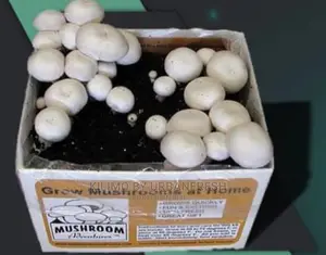 Mushroom Growing Kit