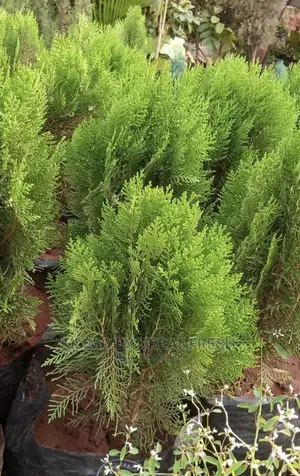 Cypress Tree Seedlings : Blue, Green Lemon