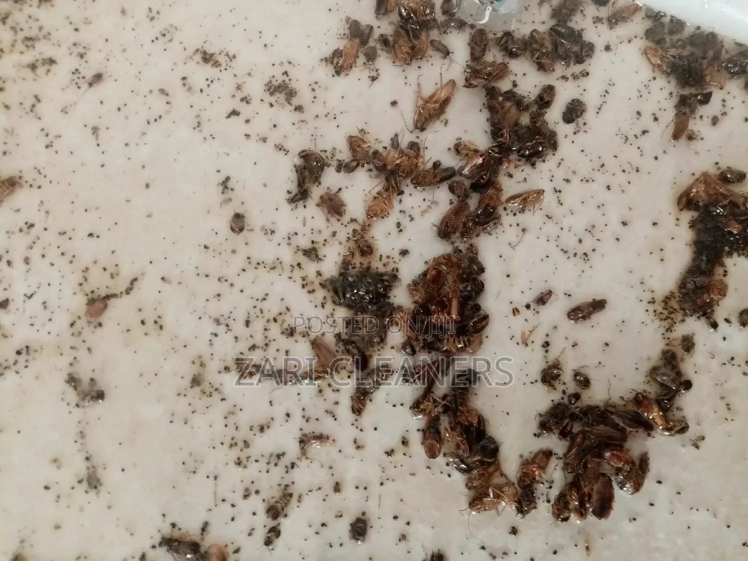 Fumigation Services Home/House