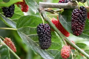 Mulberry Seedlings