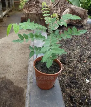 Star Fruit Seedlings