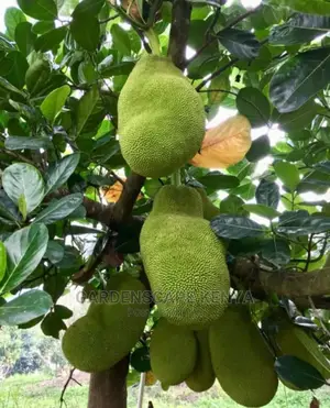 Jack Fruit Seedlings.