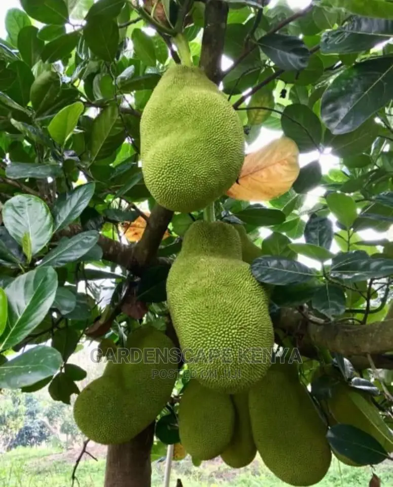 Jack Fruit Seedlings.