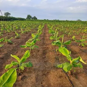 Plantain Banana Seedlings