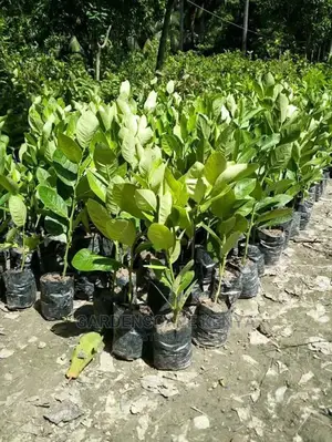 Custard Apple Seedlings
