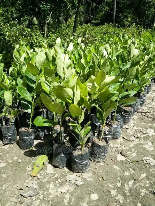 Custard Apple Seedlings